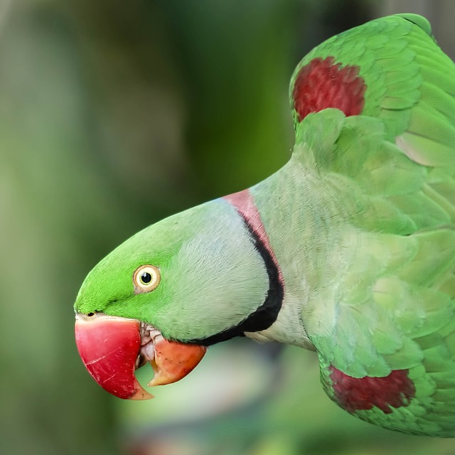Alexandrine Parakeet bird name in hindi