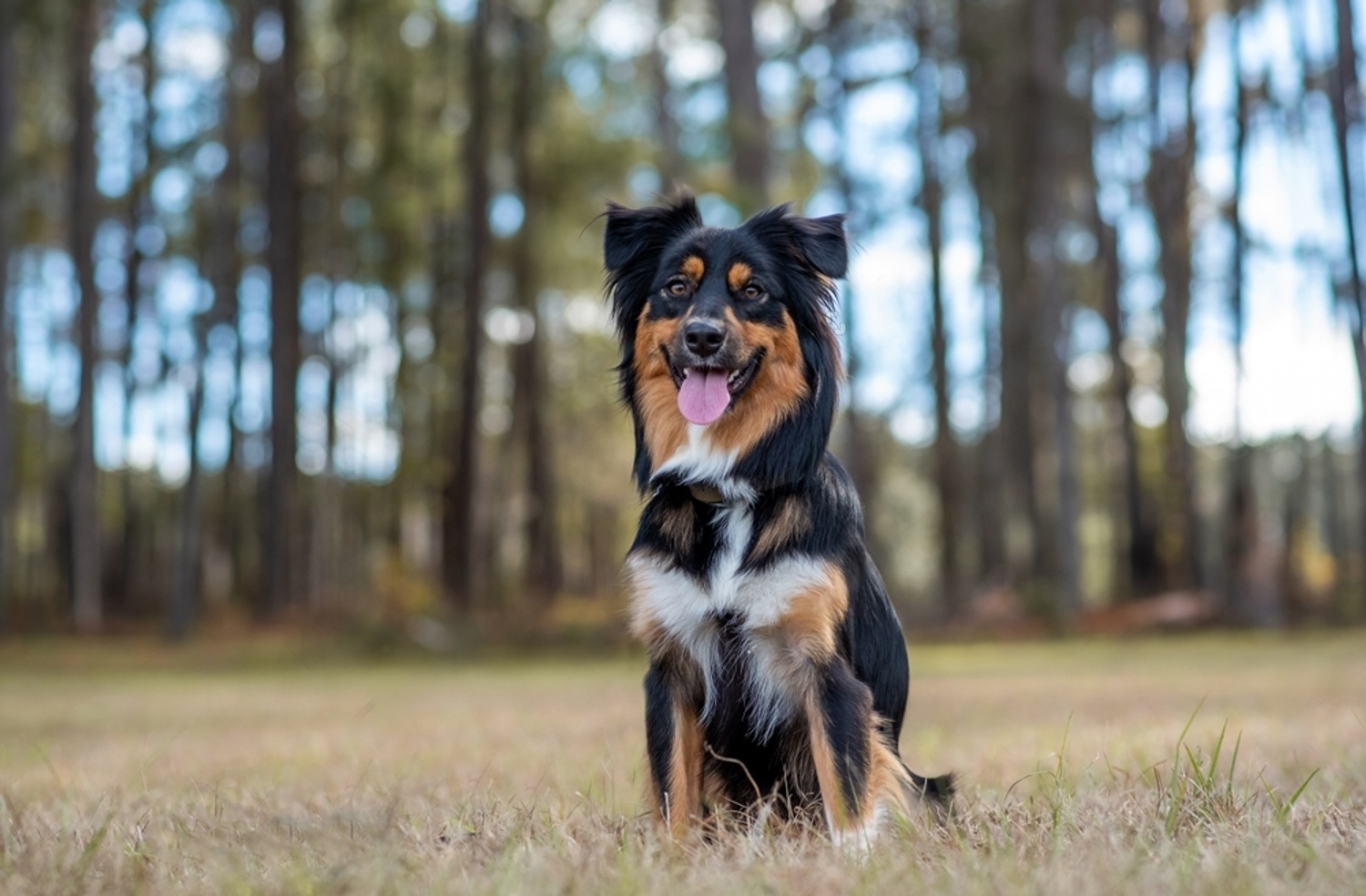 Black Australian Shepherd 6 DTgqRymRfjnFTctnXpfrQZqZxg PhA7De 5fBlwN3hTmxYQ3bcHmOaYjYYH3n5sphN0rSFEOFY61XIH81JY3ltr5qVjd pdUXYznNS0GZdx4oaxT0ztniCpp65iy5wa8TuaWXMctrEx 38Um5U6Z1VE