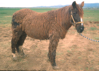 Mare with Equine Cushing's Disease exhibiting hirsutism. This mare did not shed her long hair coat, even during the summer months.