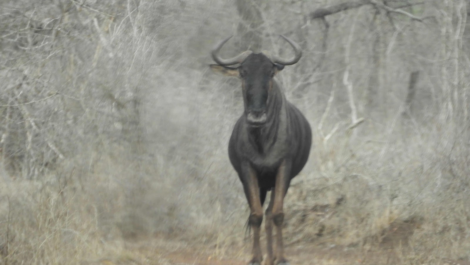 Wildebeest Hlane