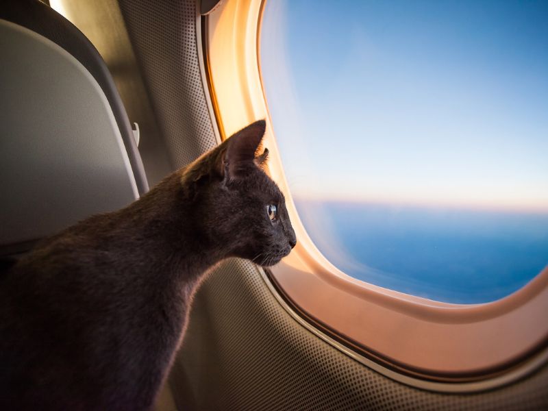 Flying-with-a-Cat