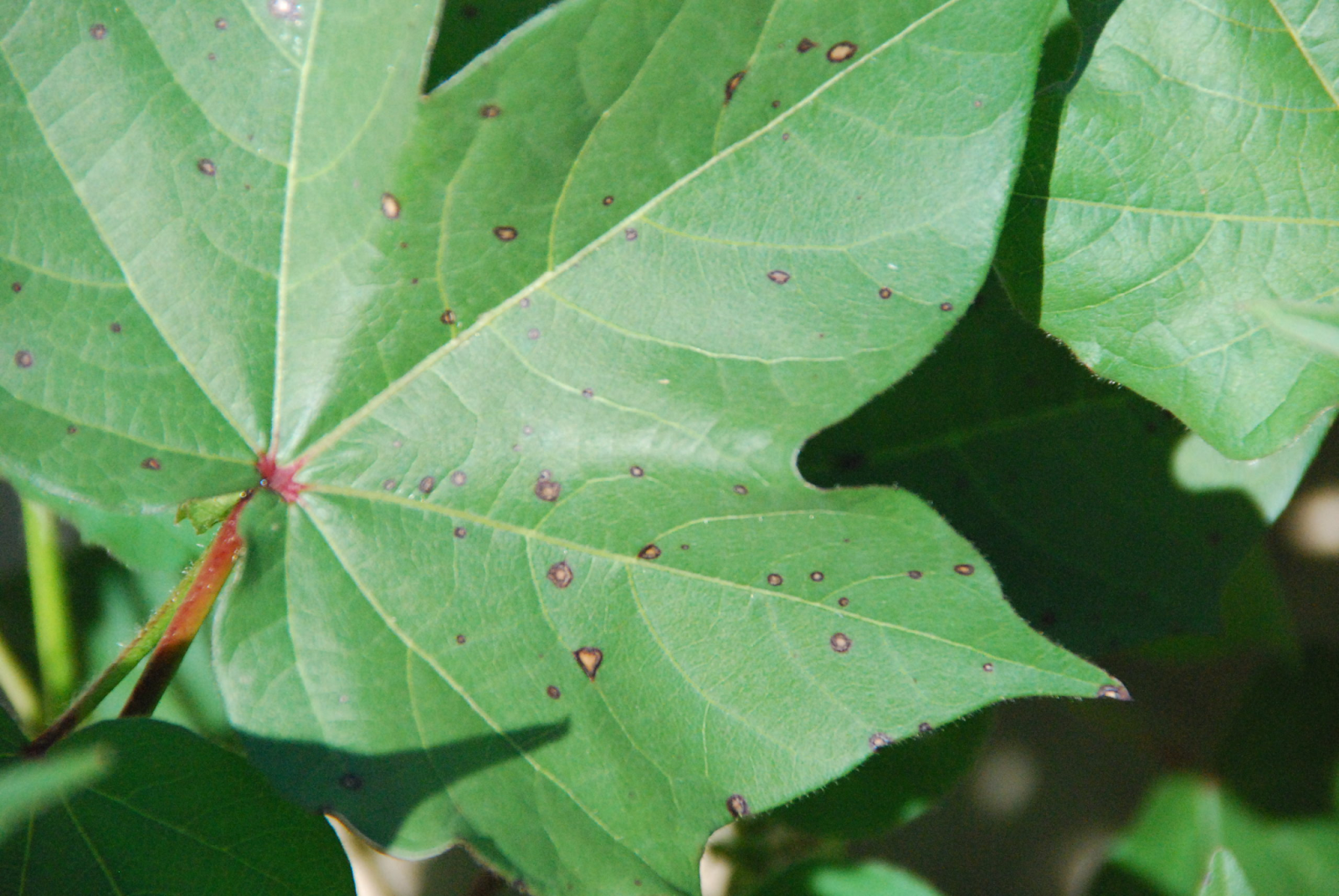 cotton disease guide