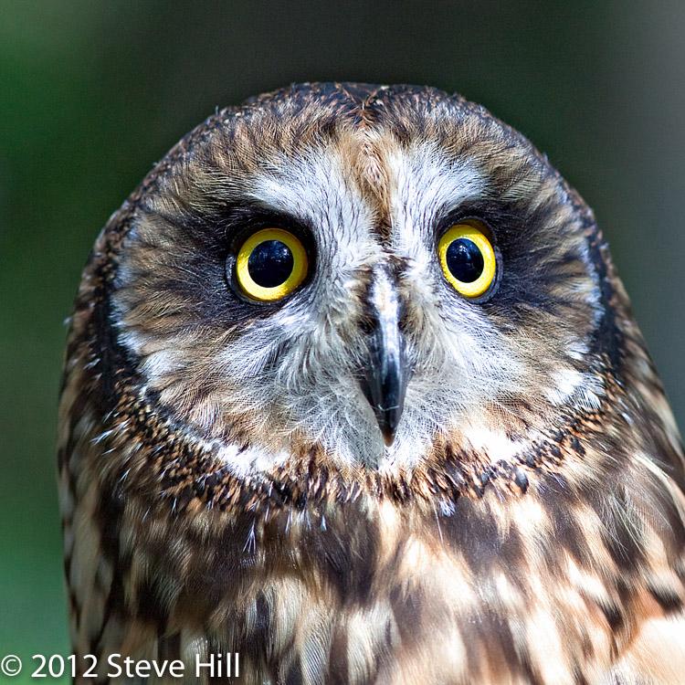 http://www.wildlifeworkshops.com/wp-content/uploads/2012/08/Short_Eared_Owl_Steve_0712__0044-Head.jpg