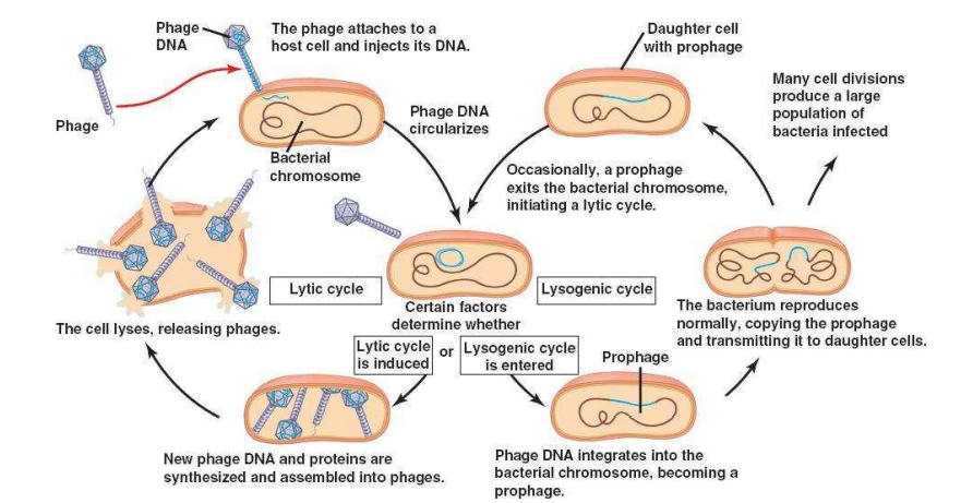 Lytic and lysogenic cycle of bacteriophages