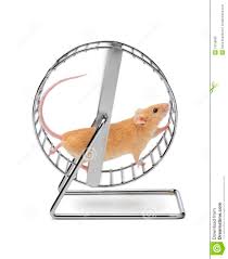 Mouse Hamster Exercise Wheel Stock Photo - Image of round, running: 13758830