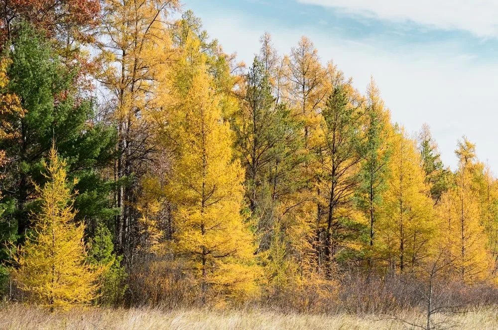 How does tamarack compare with other firewood