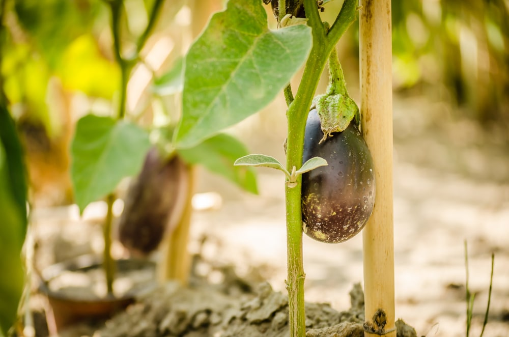 Benefits of Staking Eggplants