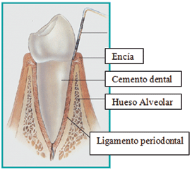 peridoncia.gif