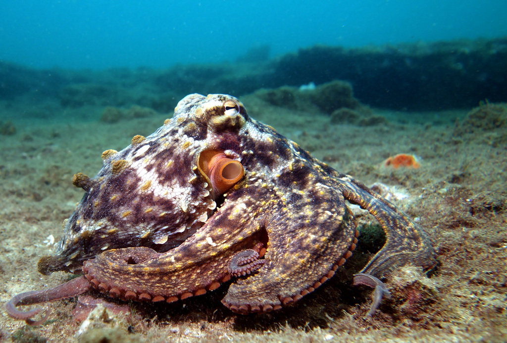 Do Octopuses Change Colors