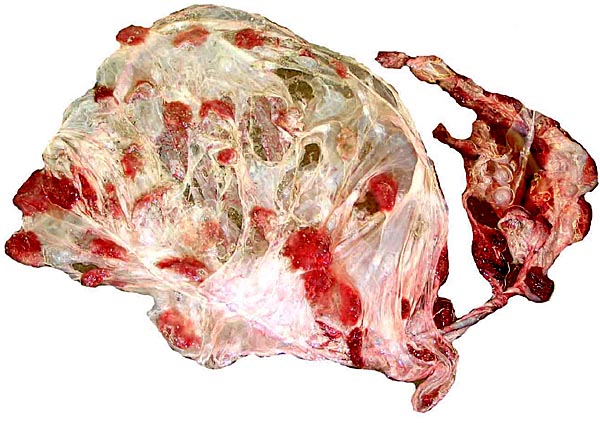 Maternal surface of buffalo placenta
