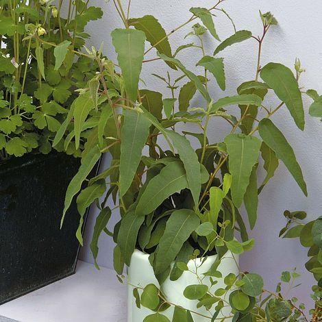 How to grow and care for the Eucalyptus Lemon Bush? (Best methods)