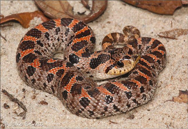 Image result for southern hognose