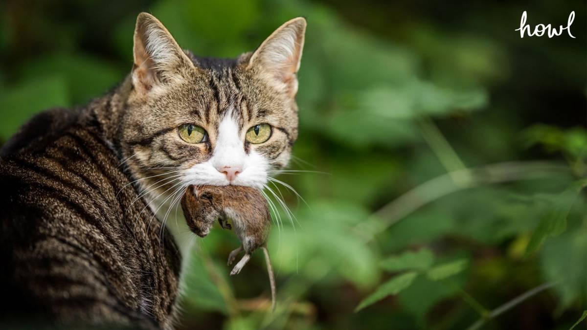 เรื่องพื้นฐานของแมวที่ควรรู้ก่อนจะเลี้ยงแมว ทั้งสายพันธุ์แมว นิสัยแมว และการดูแลแมว 2