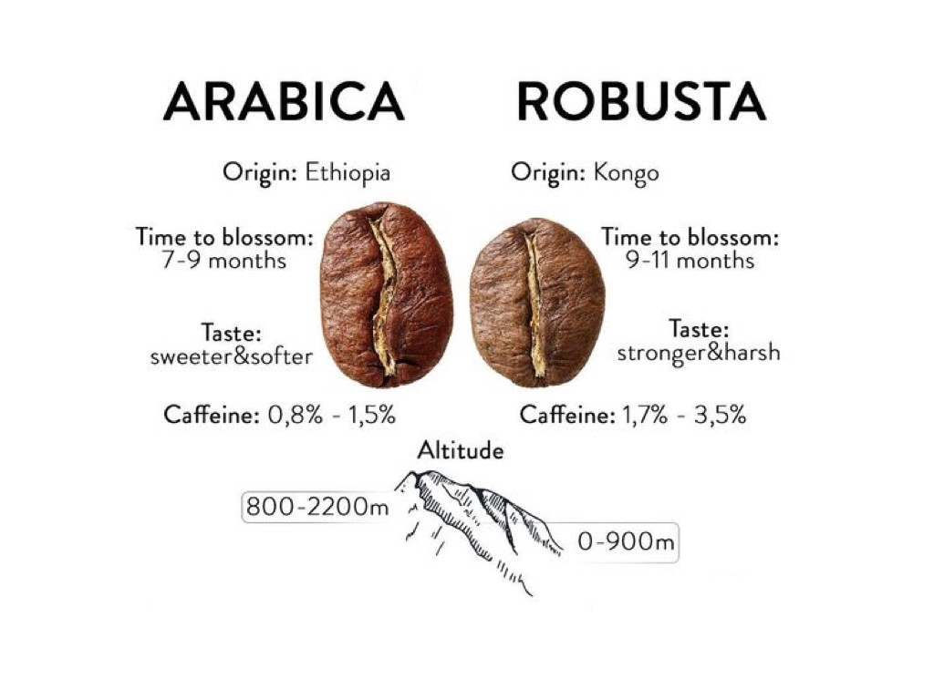 Kávéfajták: arabica és robusta