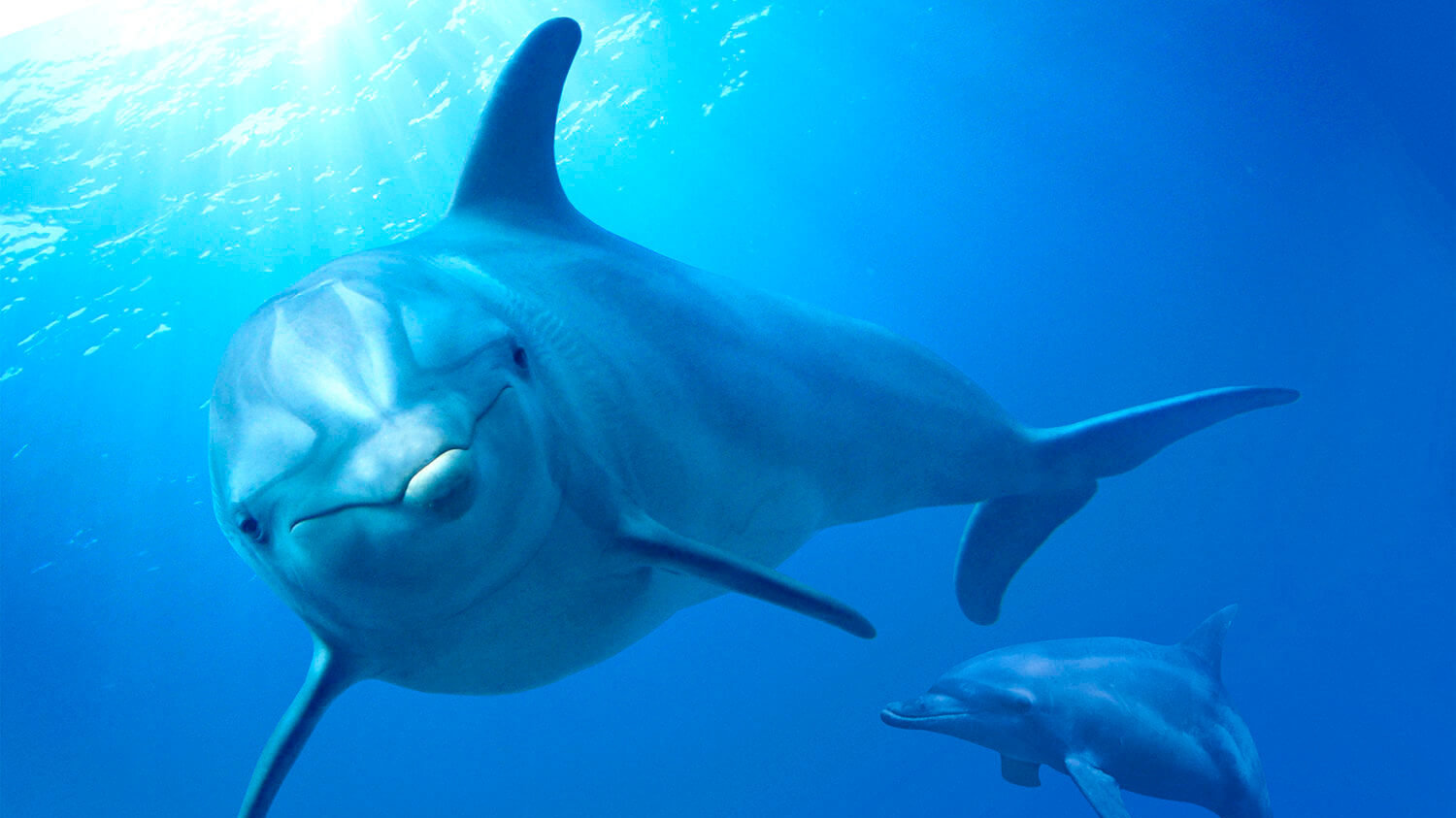 Two bottlenose dolphins smile for the camera under the clear, blue water.