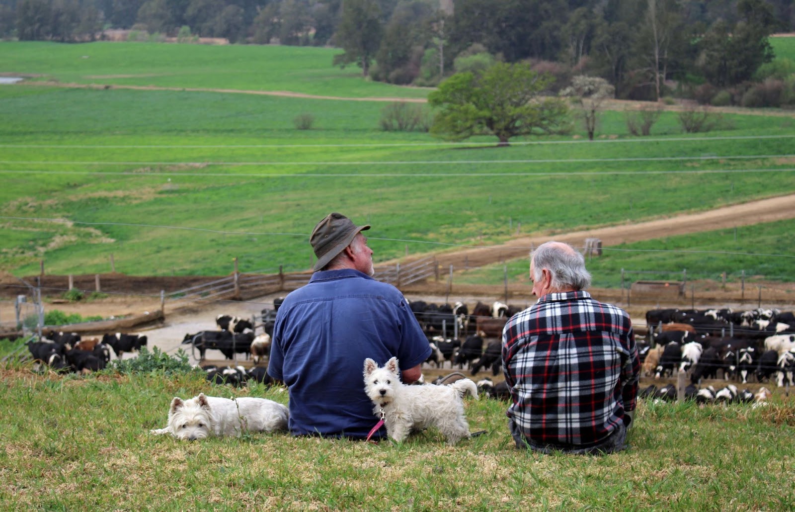 older-men-friends-sitting-on-farm-hillside-talking