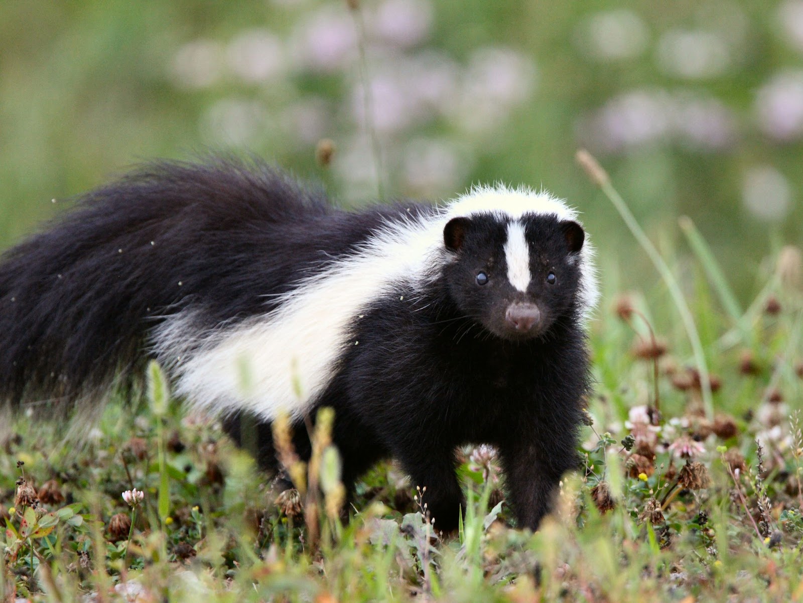 Skunks