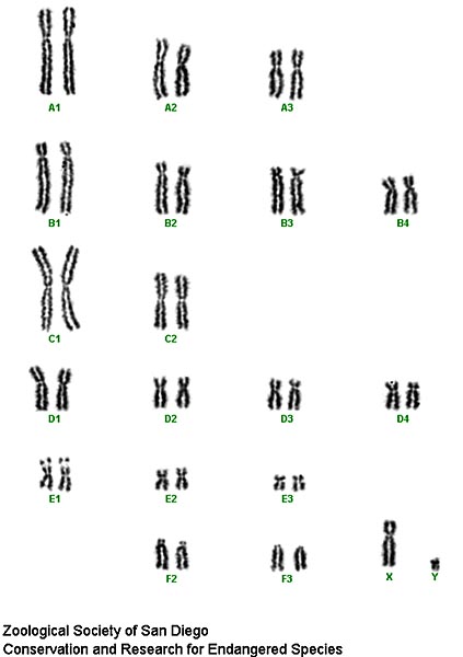 Karyotype of male African lion