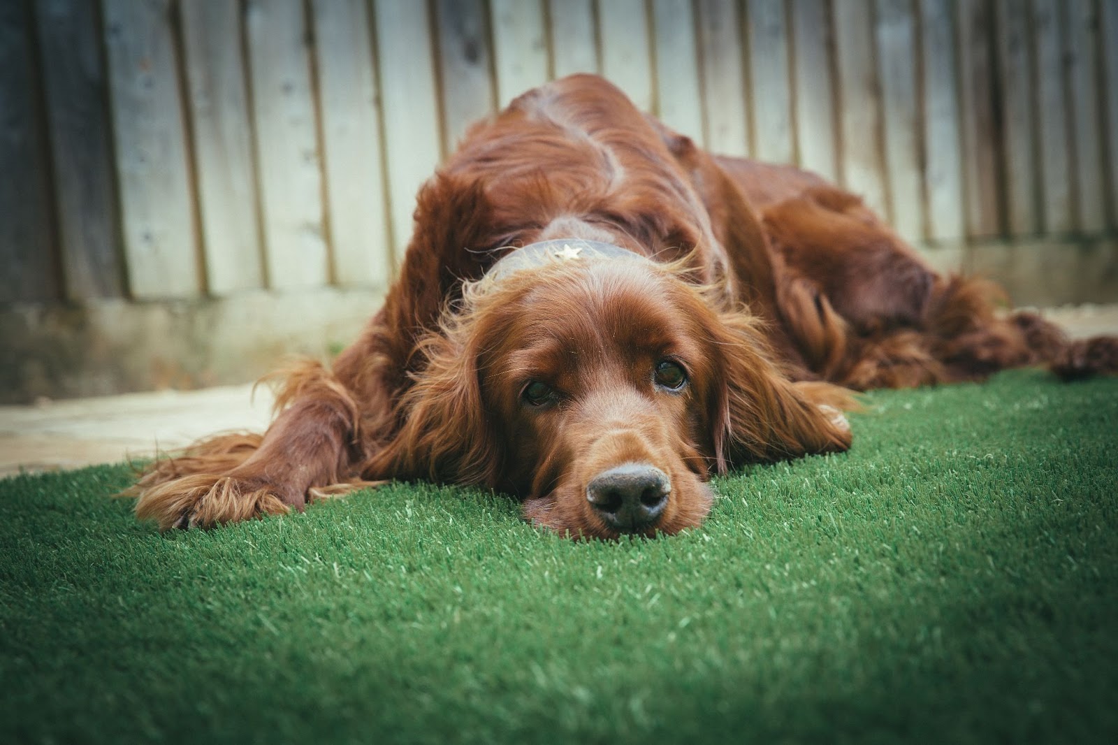 weeds-toxic-to-pets