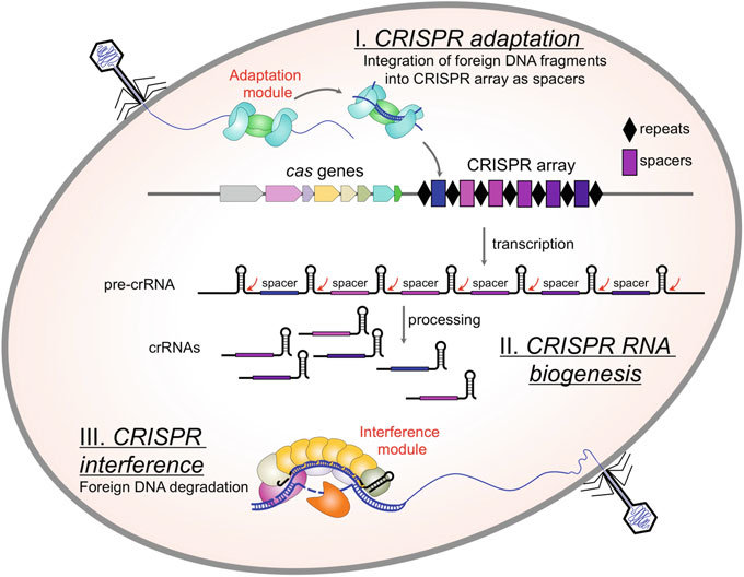 CRISPR-Cas adaptive immunity. The three stages of CRISPR-Cas system function are schematically illustrated. During CRISPR adaptation, the injection of phage DNA into bacterial cell (illustrated at the upper left) activates the Cas1–Cas2 adaptation module proteins which excise spacer-sized fragments of phage DNA and channels then for incorporation into CRISPR array. During CRISPR RNA biogenesis, CRISPR array is transcribed and resulting pre-crRNA is processed at repeat sequences to generated crRNAs. Individual crRNAs are bound by Cas protein effectors. When phage DNA with sequences matching a CRISPR spacer appears in the cell (lower right), effectors programmed by appropriate crRNA bind to it and the resulting R-loop complex is destroyed by Cas executor nuclease