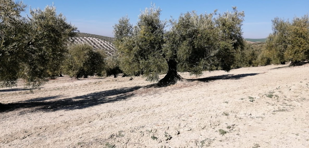 El olivar de la costa suele tener muchas más plagas y enfermedades que el olivar del interior con clima continental.