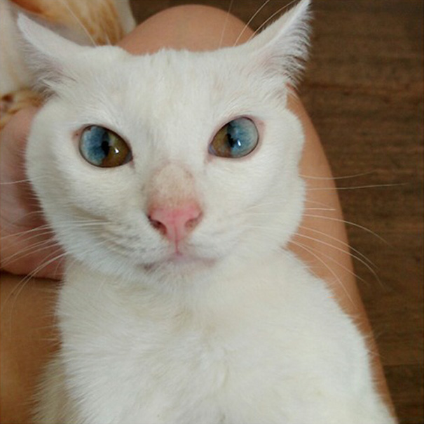cat-eyes-different-colors-heterochromia-8