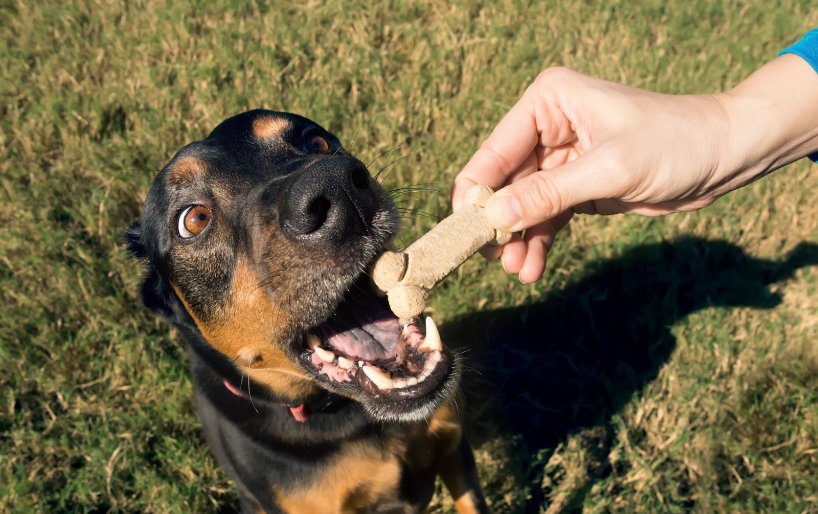 Dog reaching for a tasty bone as a reward in his hand clamped
