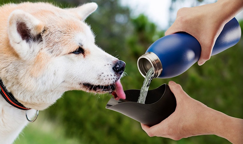 กระบอกน้ำดื่มแบบพกพาสำหรับใช้เพื่อการเดินทางของน้องหมา คุณภาพเยี่ยมแห่งปี 2022! 6