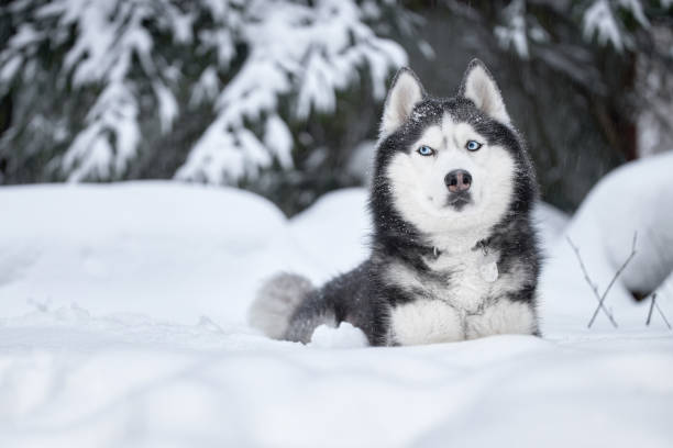 How Do Huskies Survive in The Cold