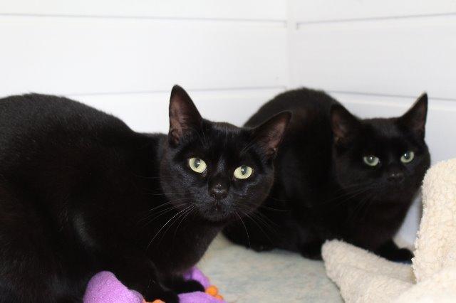 ADOPTOBER: The RSPCA rescued more cats than any other animal last year ...