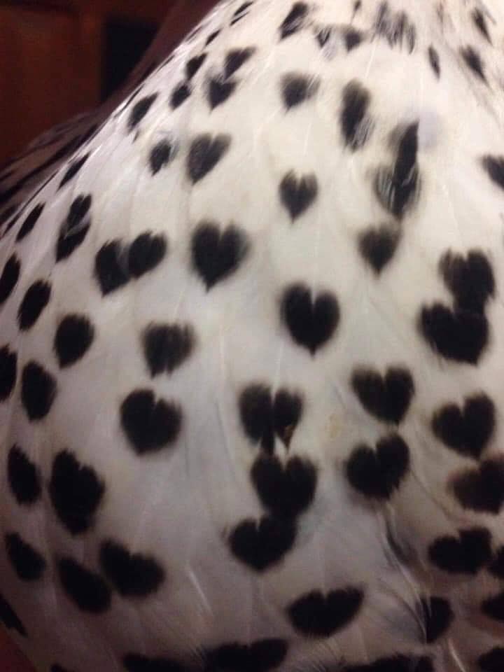 Close up photo of the famous Heart Hen's hearts