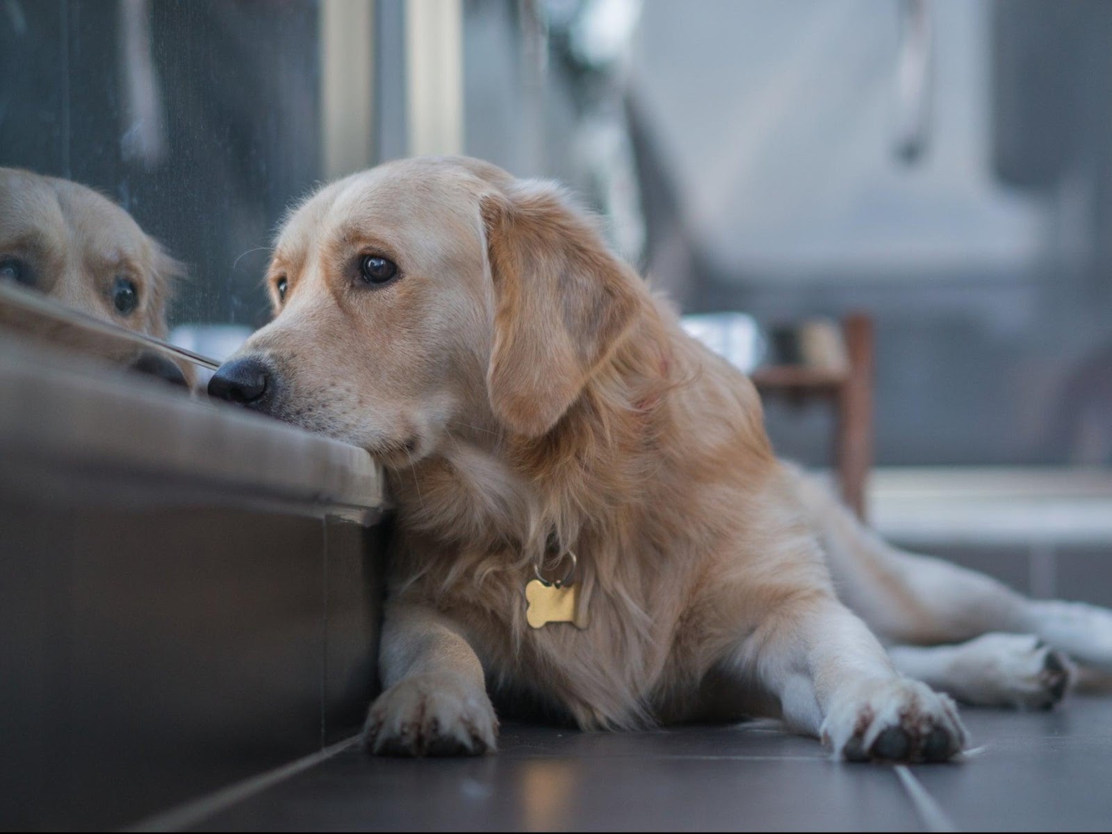 The people go, the people come back': How to help your dog adjust as you  return to the office | The Independent
