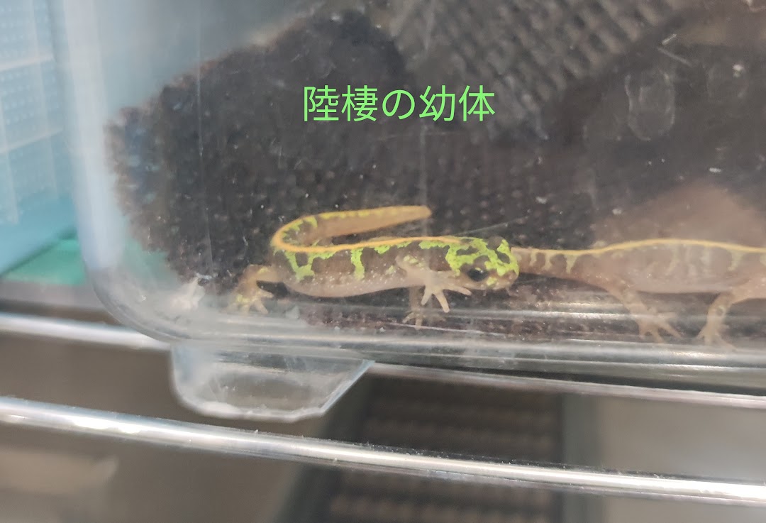 イモリ 生体 マダライモリ 6~8cm 1匹 CB個体 : 育種堂ヤフー店