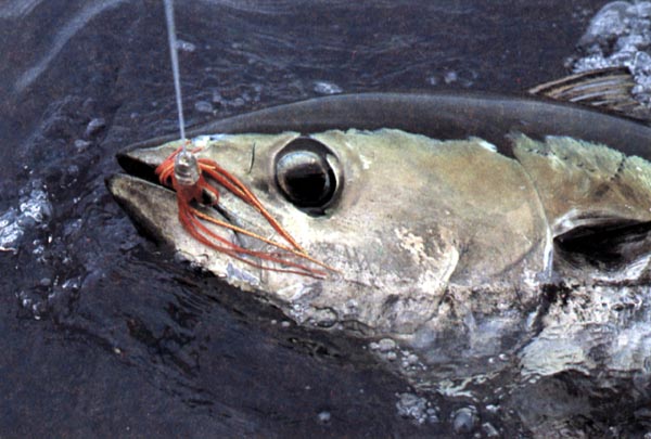 Как ловить тунца