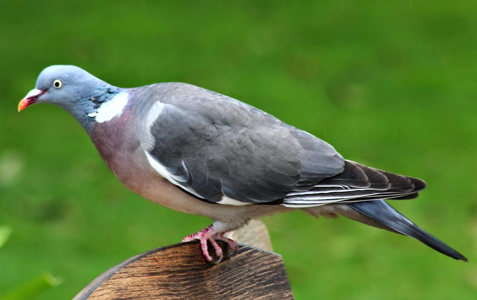 wood Pigeon