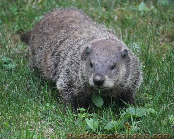 Do Groundhogs Eat Watermelon? (How to keep them away?)
