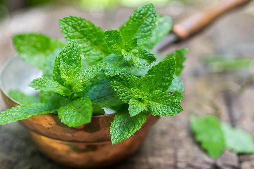 Why is Mint Leaves Turning Yellow? (& How to save them?) 