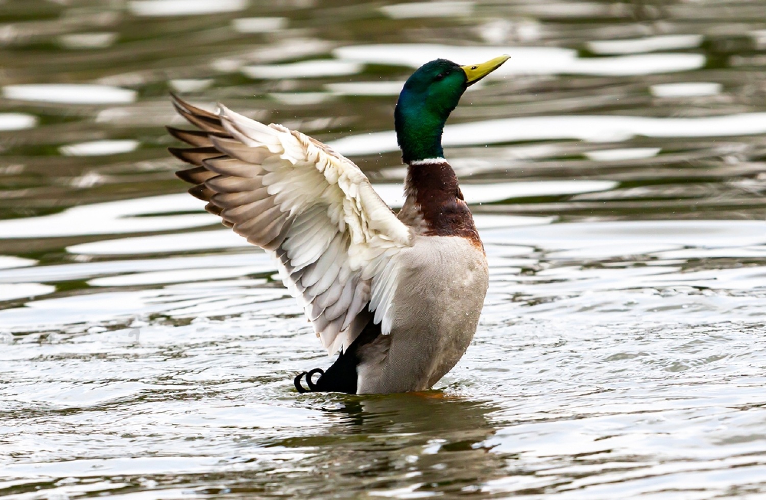 Are Ducks Birds? Let's Find Out 3 E3KcHuZXRnoXEwQ3C2WZzloboPtH6TjLcGlBW3JcLC NL1AzJVo hYGZCw35l7X8g0HyfToW1EjDOgyHHnYF8uG