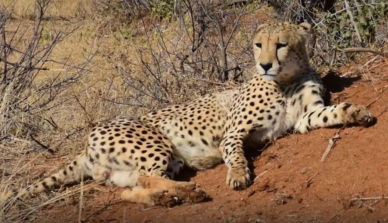 A cheetah lying down on a dirt hill

Description automatically generated with low confidence