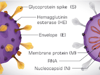 WA. 0812-9318-5185 | Deteksi COVID-19 Menggunakan ELISA Kit | JUAL Human Novel Coronavirus Nucleoprotein (SARS-CoV-2 N) IgG Antibody ELISA Kit