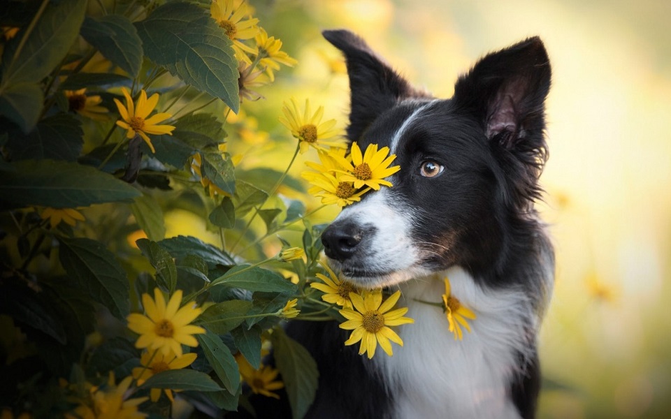 do border collies shed a lot