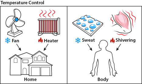 Image result for homeostasis gif