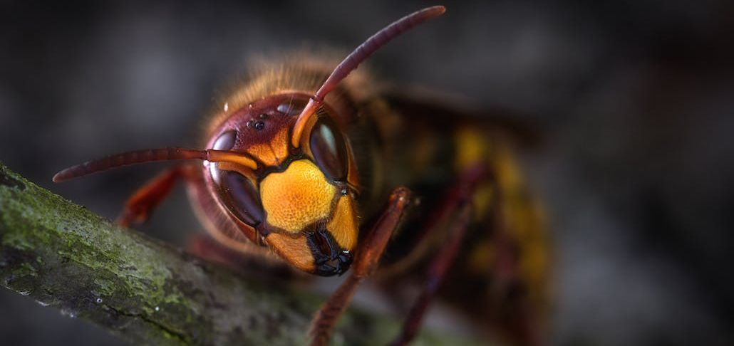 an angry looking wasp sat on a branch in a garden 