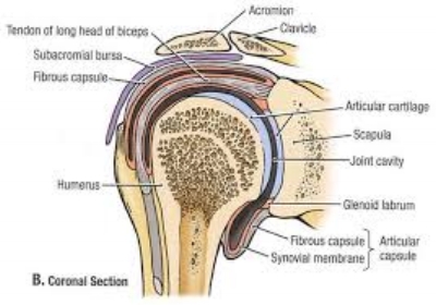 shoulder pain plantation