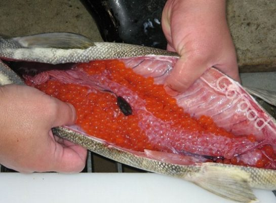 Trứng cá hồi - Một phần quan trọng trong chuỗi đời của loài cá hồi