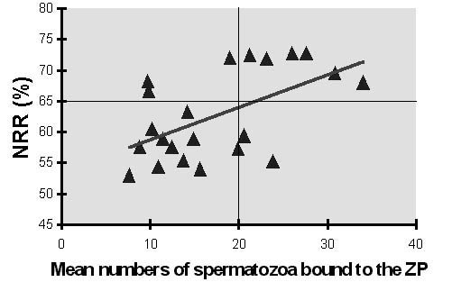 Relación (r= 0.50, P= 0.02, n=22) entre el número (promedio) de espermatozoides unidos a la zona pelúcida (ZP) y la fertilidad de los toros testados en IA (tasa (%) de no retorno al celo 56 días despues de IA) (modificado, de [31]). Las líneas internas marcan un nivel deseable de fertilidad post-AI y el número promedio de espermatozoides unidos a la ZP.