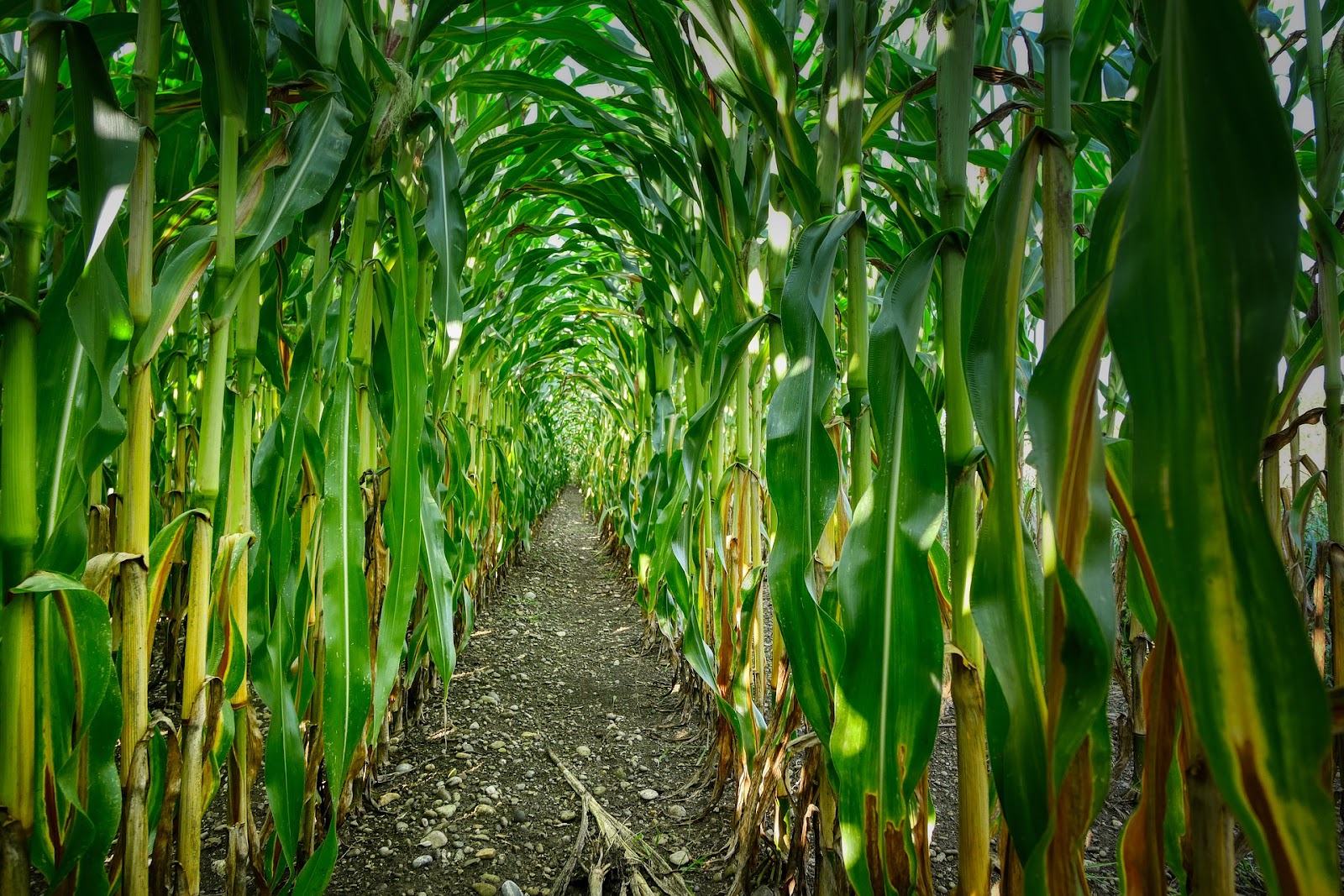 Control de malezas mediante agroquímicos.