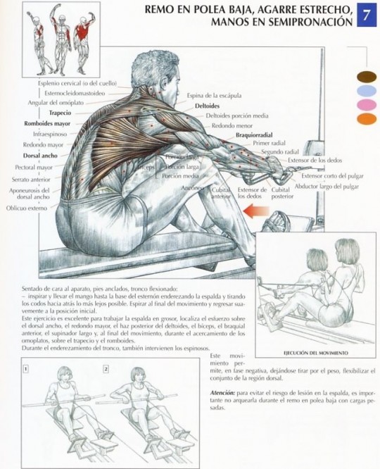 ejercicios-dorsales-540x666.jpg