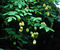 bladdernut fruiting