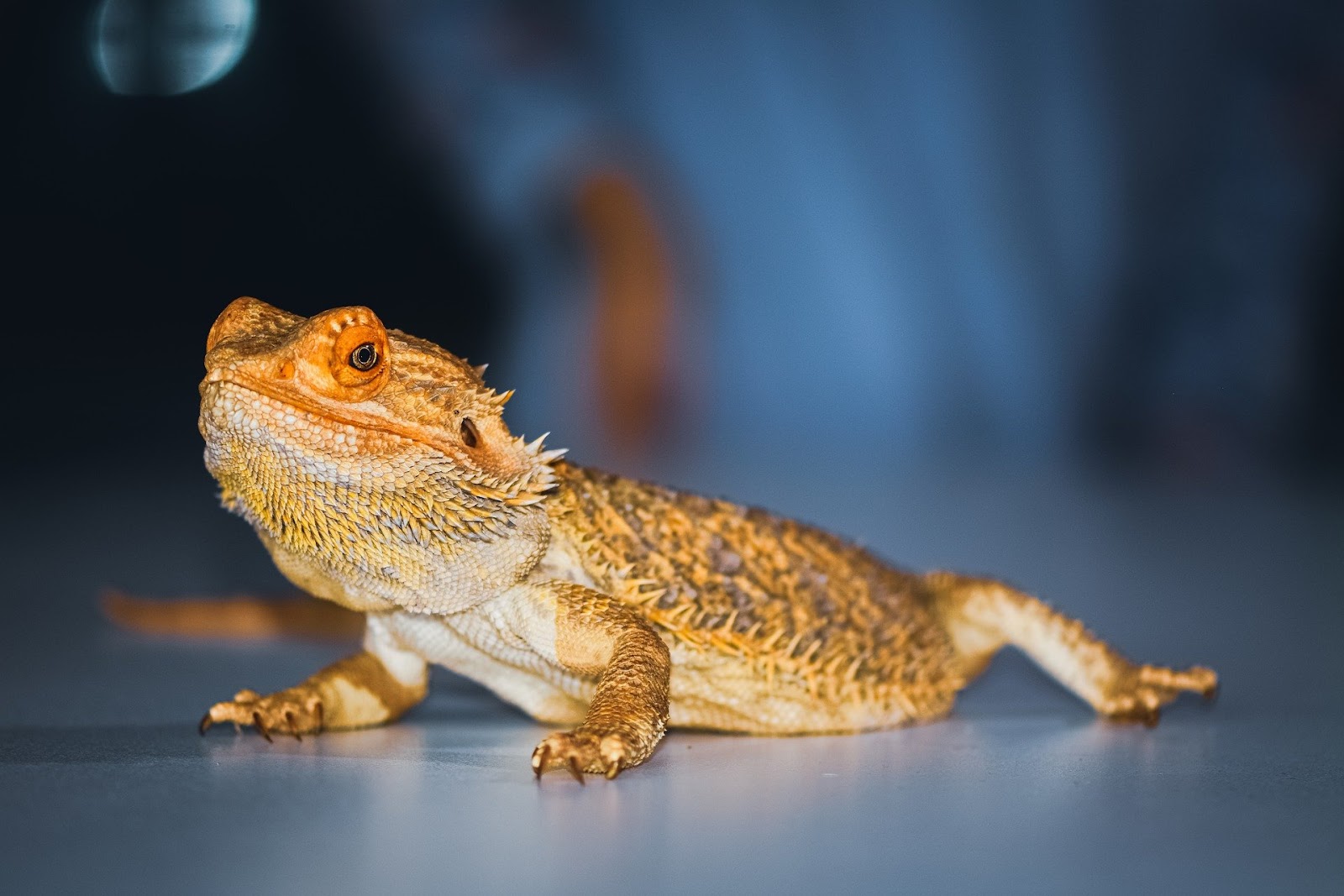 Bearded dragon